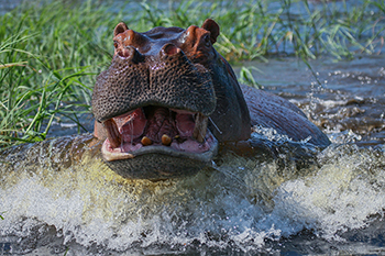 Angry_Hippo_th.jpg