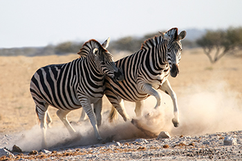 Dusty_Zebras_th.jpg