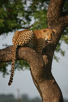 Girivana_Leopard_th.jpg