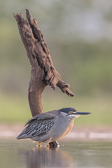 Green-backed Heron branch_th.jpg