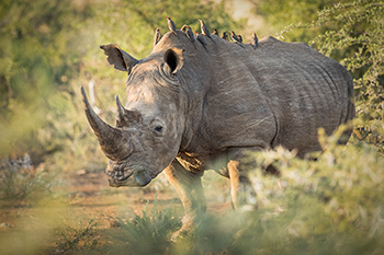 Rhino_Peckers_th.jpg