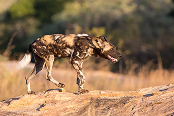 Rock_Dog_th.jpg