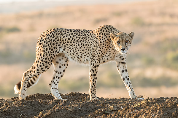 Awesome Cheetah
