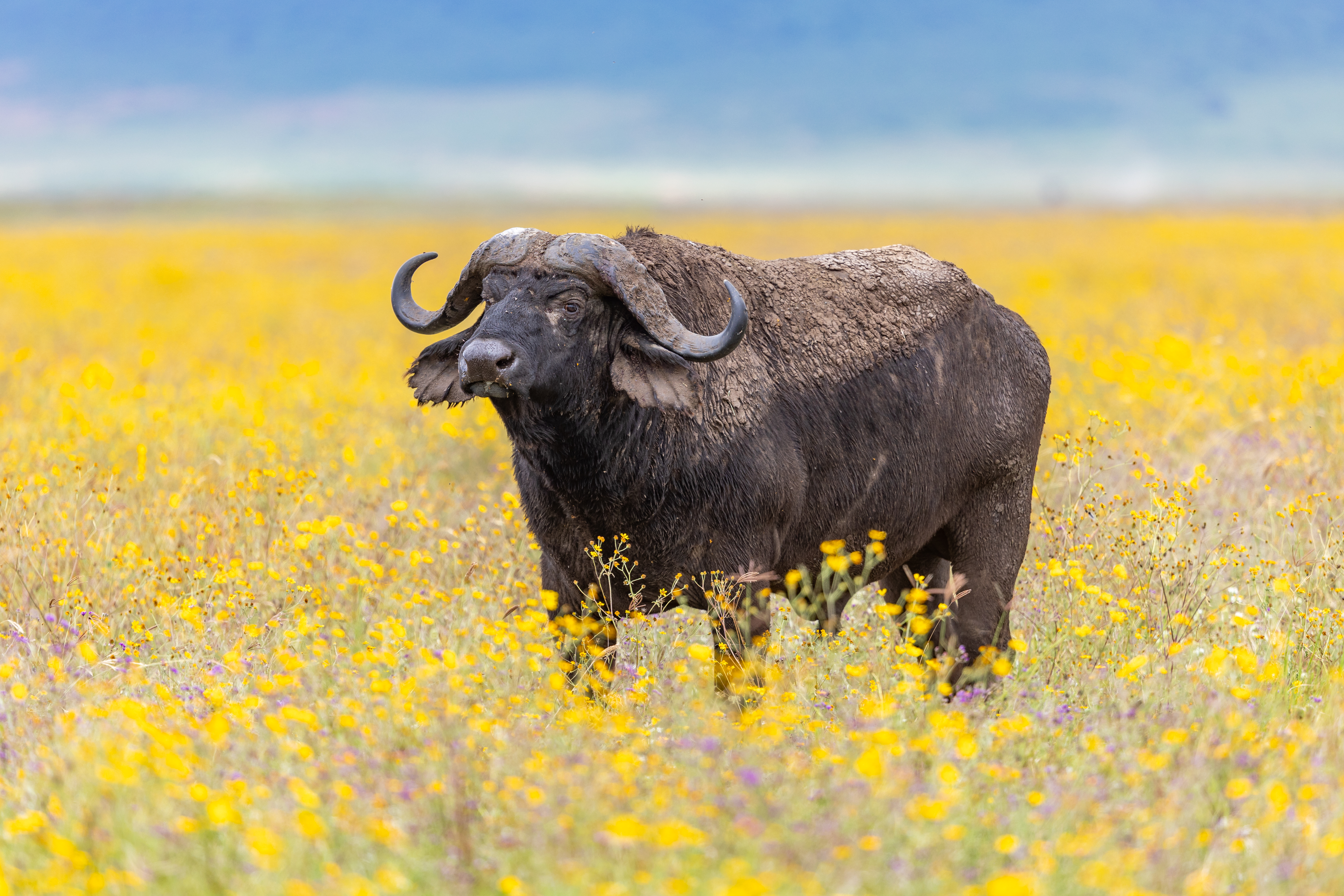 Ngorongoro Buffalo.jpg