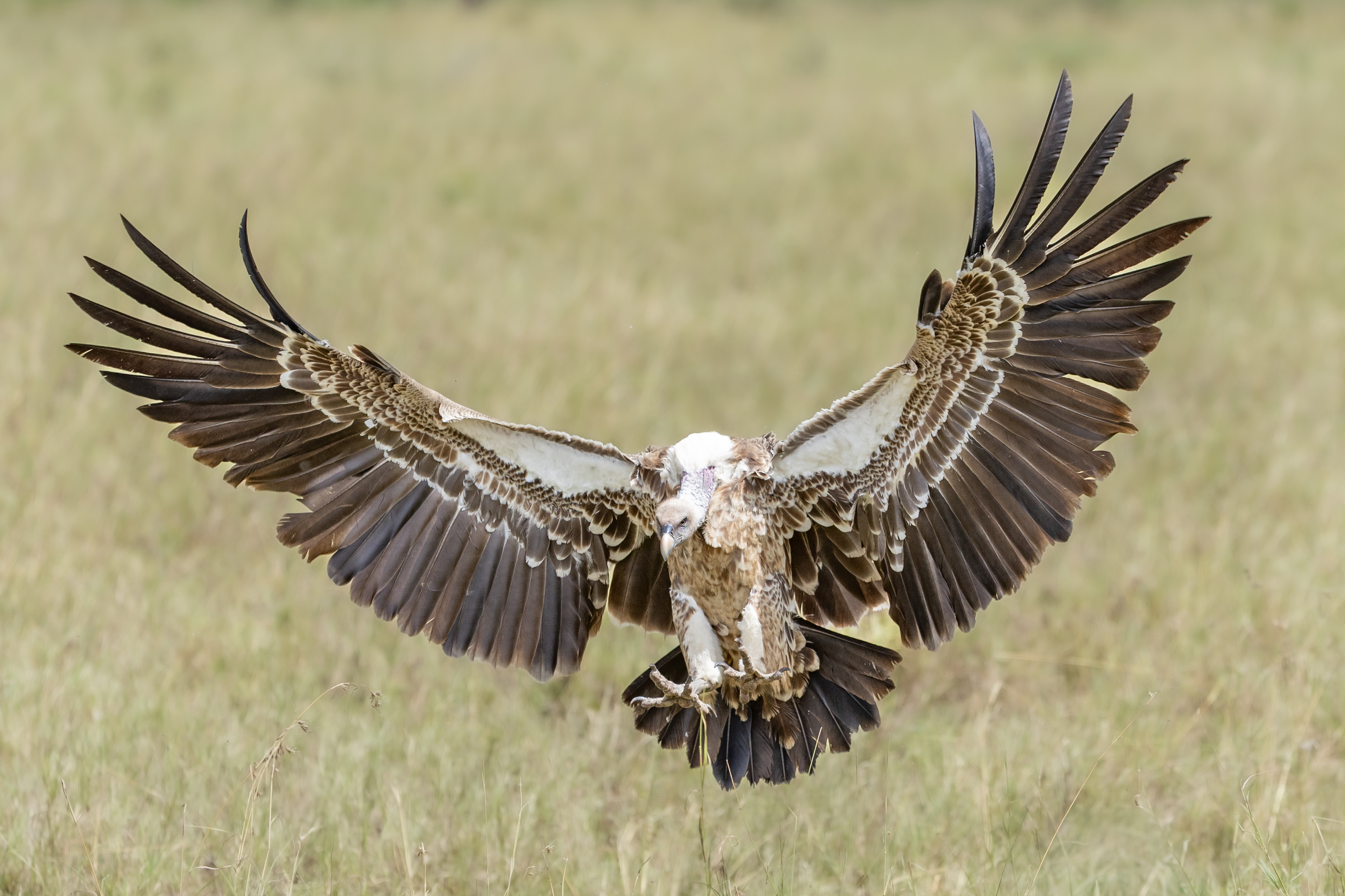 Serengeti Vulture.jpg